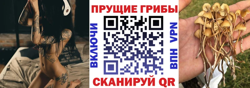 Купить  Сычёвка  Галлюциногенные грибы Psilocybine cubensis 